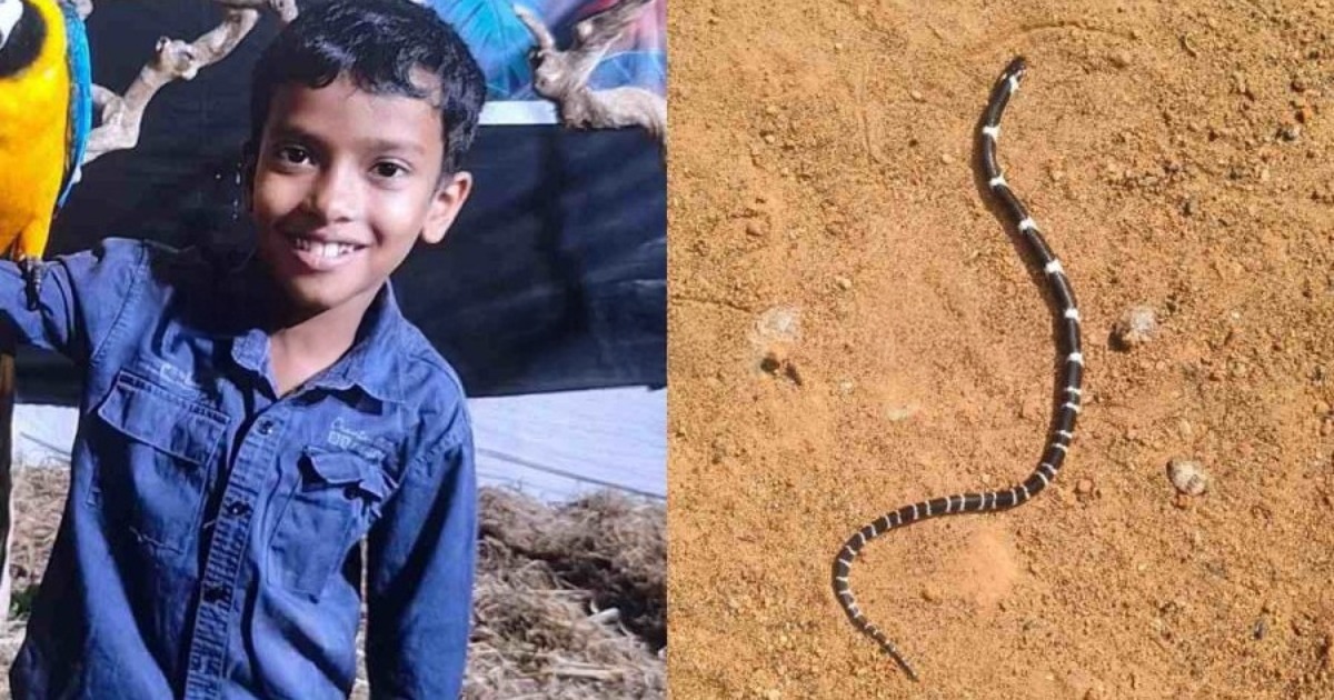 തൃശ്ശൂരിൽ ഉറങ്ങിക്കിടന്ന കുട്ടികൾക്ക് പാമ്പുകടിയേറ്റു; എട്ടു വയസ്സുകാരൻ മരിച്ചു, സഹോദരൻ ഗുരുതരാവസ്ഥയിൽ