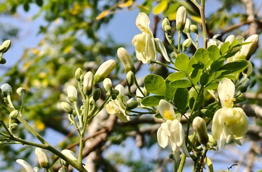 കുടിവെള്ളത്തിലെ മൈക്രോപ്ലാസ്റ്റിക് നീക്കം ചെയ്യാൻ മുരിങ്ങ; രാസവസ്തുക്കളെക്കാൾ ഫലപ്രദമെന്ന് പഠനം