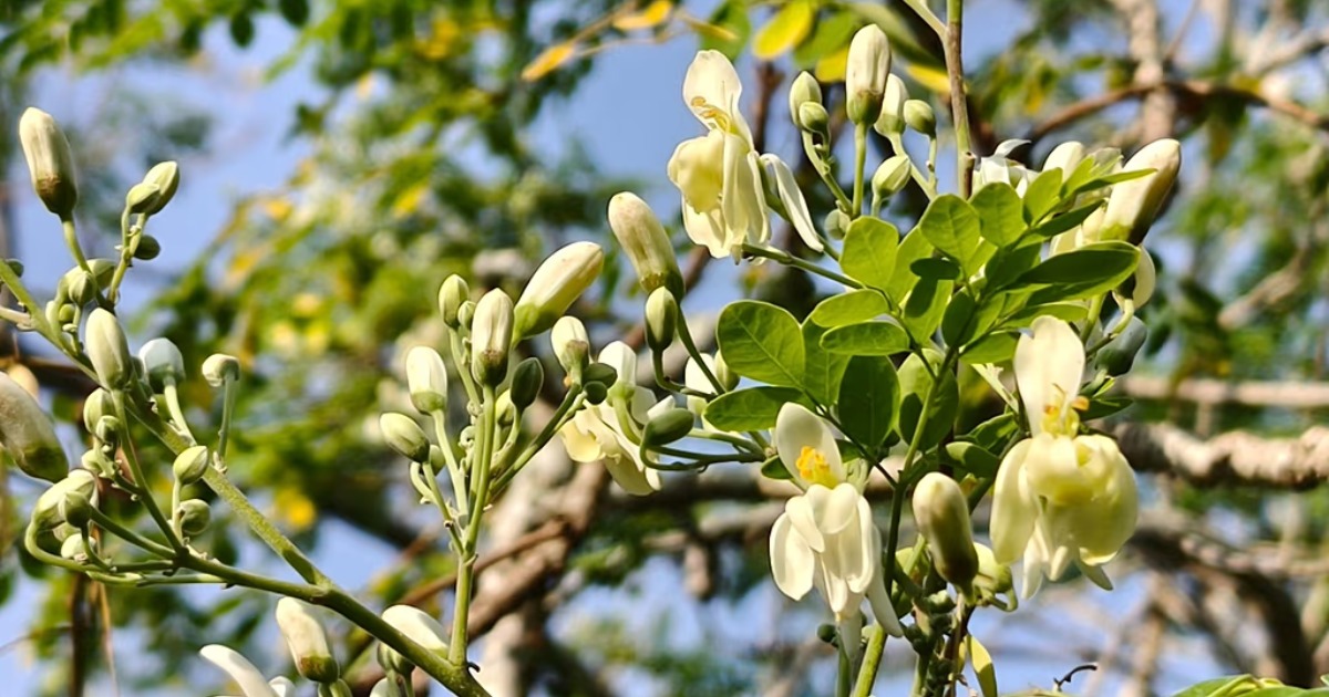  കുടിവെള്ളത്തിലെ മൈക്രോപ്ലാസ്റ്റിക് നീക്കം ചെയ്യാൻ മുരിങ്ങ; രാസവസ്തുക്കളെക്കാൾ ഫലപ്രദമെന്ന് പഠനം