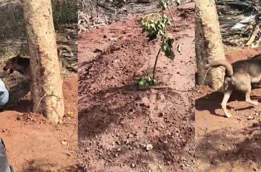  ആമിനയുടെ ഖബറിന് കാവലായി തെരുവുനായ; മലപ്പുറത്തുനിന്നൊരു വൈറല്‍ കാഴ്ച