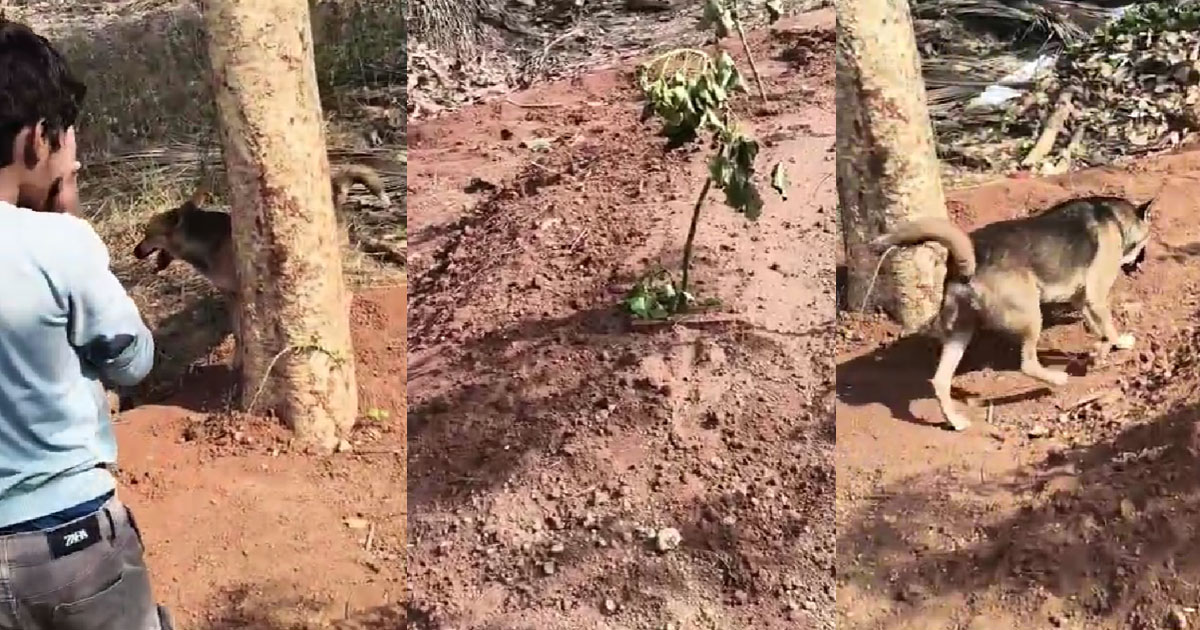  ആമിനയുടെ ഖബറിന് കാവലായി തെരുവുനായ; മലപ്പുറത്തുനിന്നൊരു വൈറല്‍ കാഴ്ച