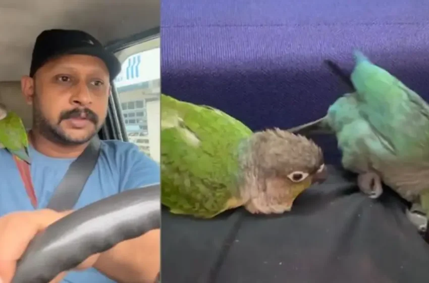  കാണാതായ വളർത്തു തത്തയെ തേടി ഉടമ; കണ്ടെത്തുന്നവർക്ക് 25000 രൂപ പാരിതോഷികം