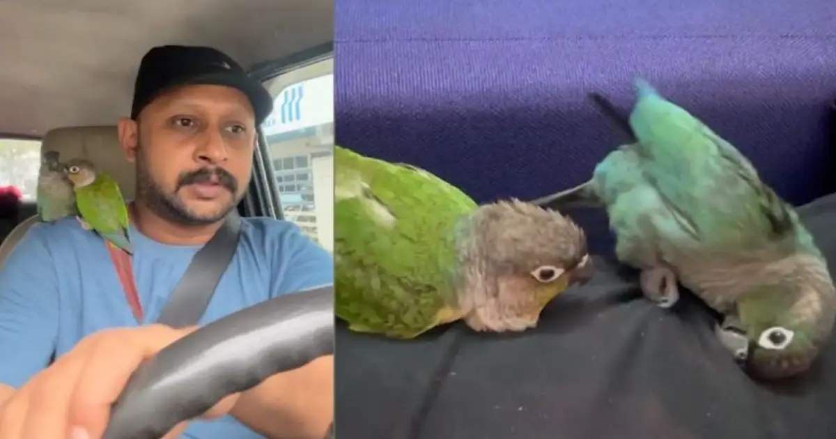 കാണാതായ വളർത്തുതത്തയെ തേടി ഉടമ; കണ്ടെത്തുന്നവർക്ക് 25000 രൂപ പാരിതോഷികം