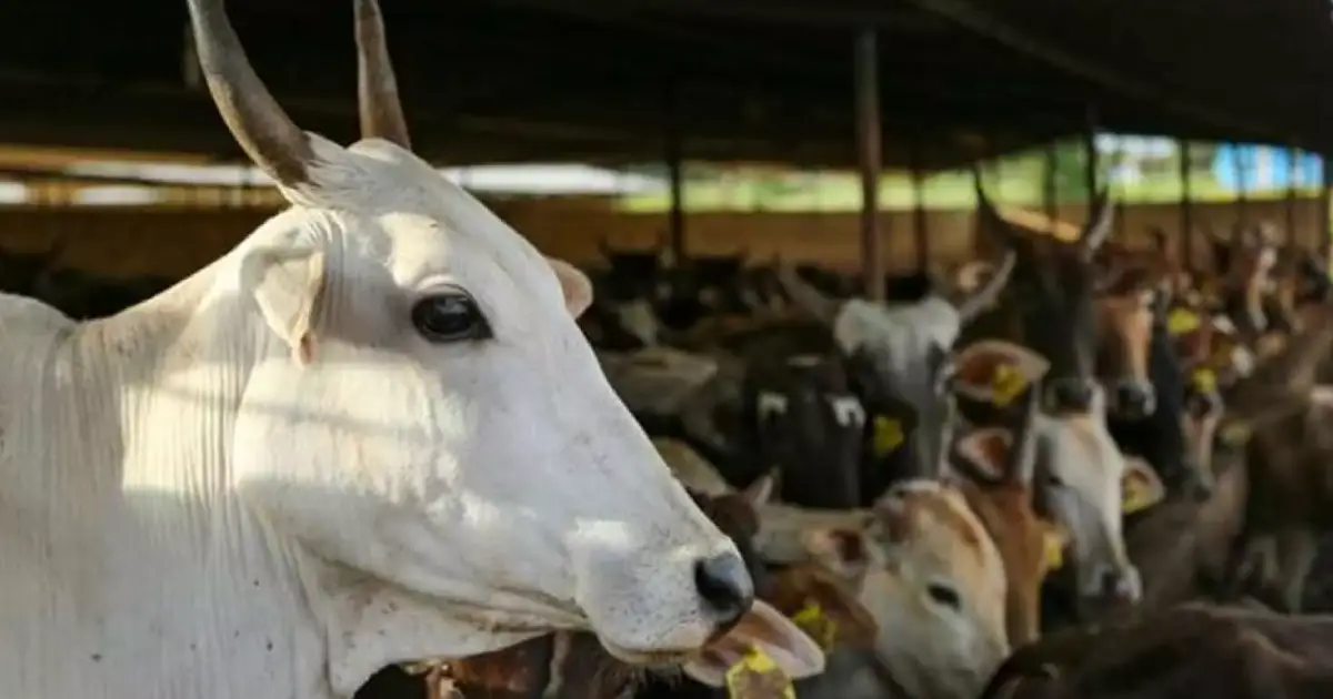 തമിഴ്നാട്ടിൽ ​ഗോവധം പൂർണമായി നിരോധിച്ച് മദ്രാസ് ഹൈകോടതി