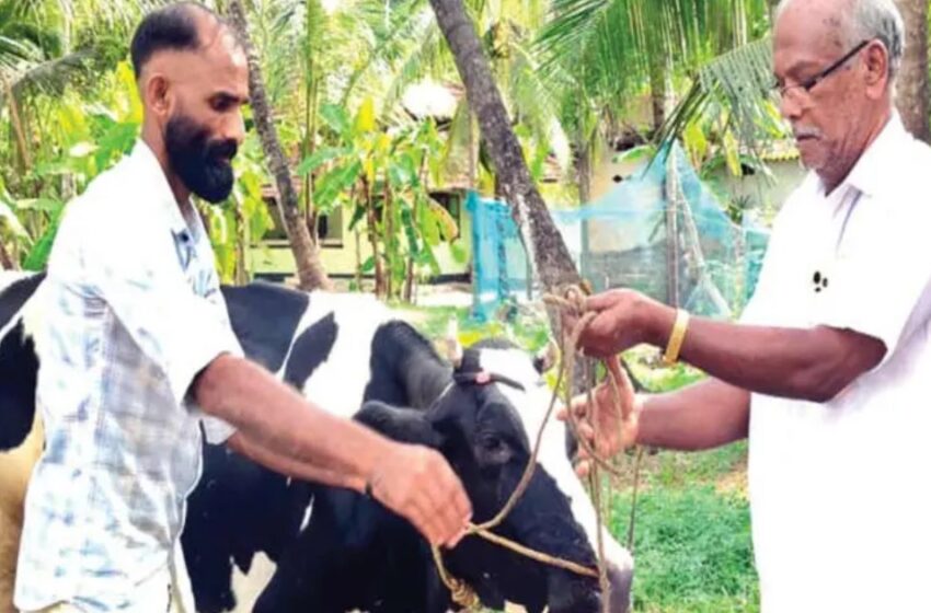  ‘ചുവന്ന തൊഴുത്ത്’ വിട്ട് ‘പച്ചപ്പി’ലേക്ക്; പന്തയം തോറ്റ CPM പ്രവർത്തകൻ സുഹൃത്തിന് പശുവിനെ കൈമാറി