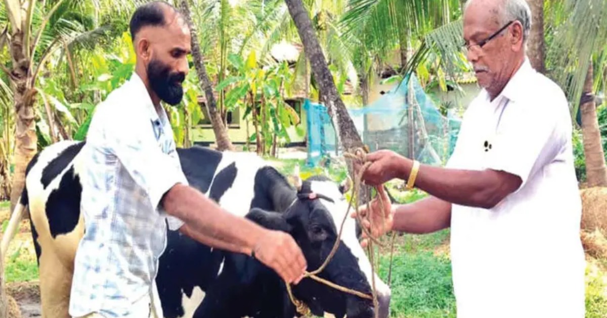  ‘ചുവന്ന തൊഴുത്ത്’ വിട്ട് ‘പച്ചപ്പി’ലേക്ക്; പന്തയം തോറ്റ CPM പ്രവർത്തകൻ സുഹൃത്തിന് പശുവിനെ കൈമാറി