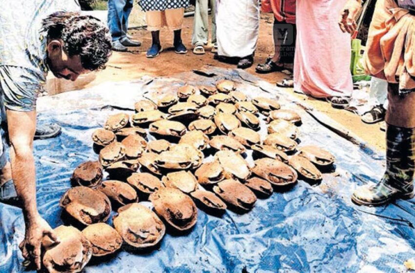  നായയെ രക്ഷിക്കാനിറങ്ങിയവർ കണ്ടത് ആമകളുടെ നീരാട്ട്; കിണറ്റിൽ കണ്ടെത്തിയത് 53 ആമകളെ
