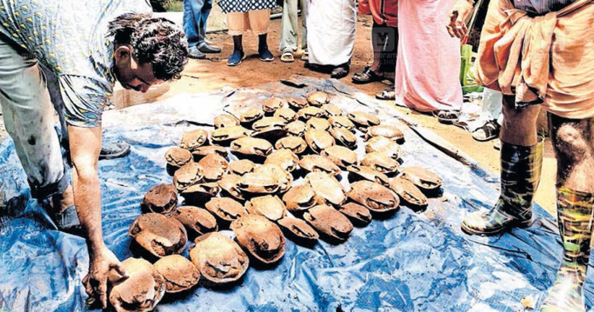  നായയെ രക്ഷിക്കാനിറങ്ങിയവർ കണ്ടത് ആമകളുടെ നീരാട്ട്; കിണറ്റിൽ കണ്ടെത്തിയത് 53 ആമകളെ
