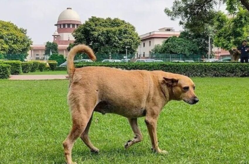  അപകടകാരികളായ തെരുവ് നായകളെ കൊല്ലാൻ സുപ്രീംകോടതി അനുമതി