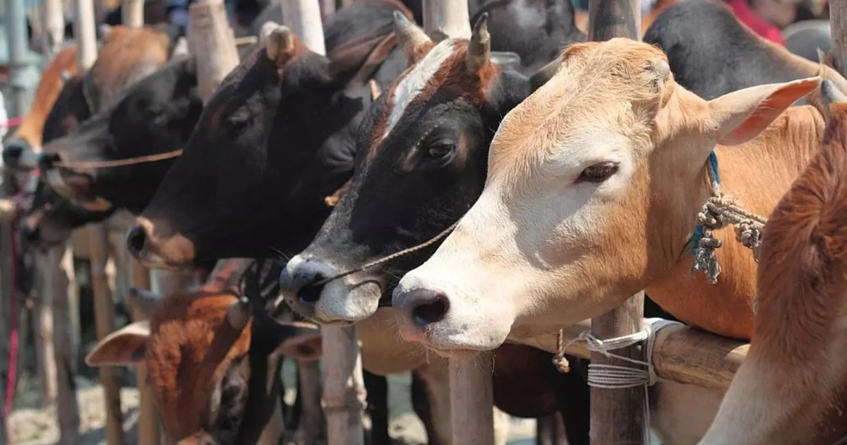  ഇതരസംസ്ഥാന ചന്തകൾ പൂട്ടിച്ച് ഗോരക്ഷകർ; കേരളത്തിൽ കന്നുകാലി പ്രതിസന്ധി രൂക്ഷം