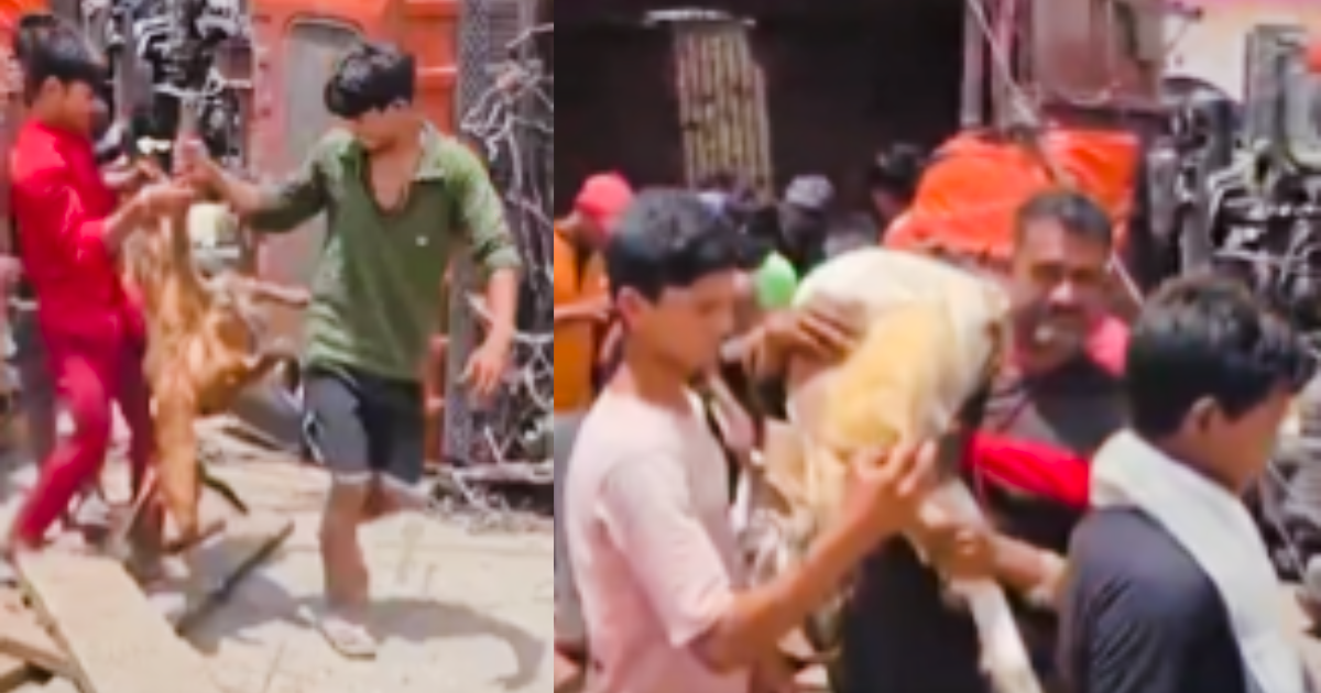 യുപിയിൽ അപകടത്തിൽപ്പെട്ട ട്രക്കിൽ നിന്ന് ആടുകളെ മോഷ്ടിച്ച് നാട്ടുകാർ; പോലീസെത്തി പരിക്കേറ്റവരെ ആശുപത്രിയിൽ പ്രവേശിപ്പിച്ചു.