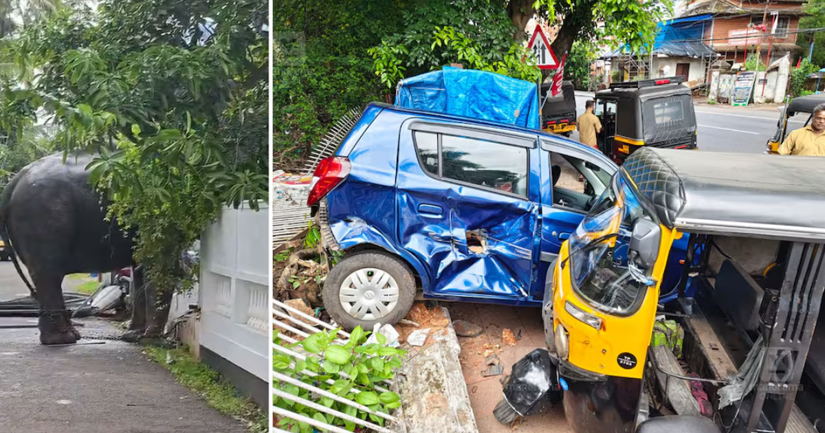  നായയെ കണ്ട് പേടിച്ചോടി; തൃശൂരിൽ ഫോട്ടോഷൂട്ടിനെത്തിച്ച ആന ഇടഞ്ഞു, വാഹനങ്ങളും വീടിന്റെ മതിലും തകർത്തു