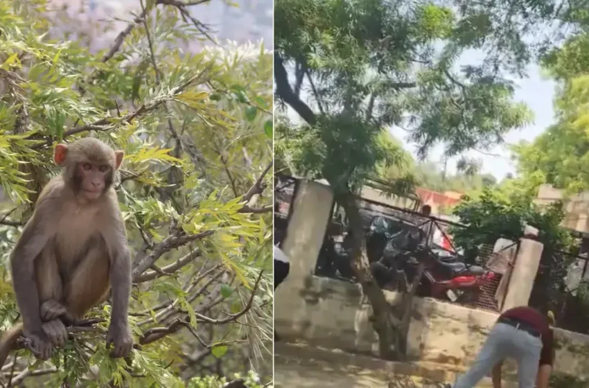  യുപിയിൽ കോടതി വളപ്പിൽ 2 ലക്ഷം രൂപയടങ്ങിയ ബാ​ഗ് തട്ടിയെടുത്ത് മരത്തിൽ കേറി കുരങ്ങൻ; മുകളിൽ നിന്ന് താഴേക്കിട്ട് നോട്ടുകൾ; വീഡിയോ വൈറൽ