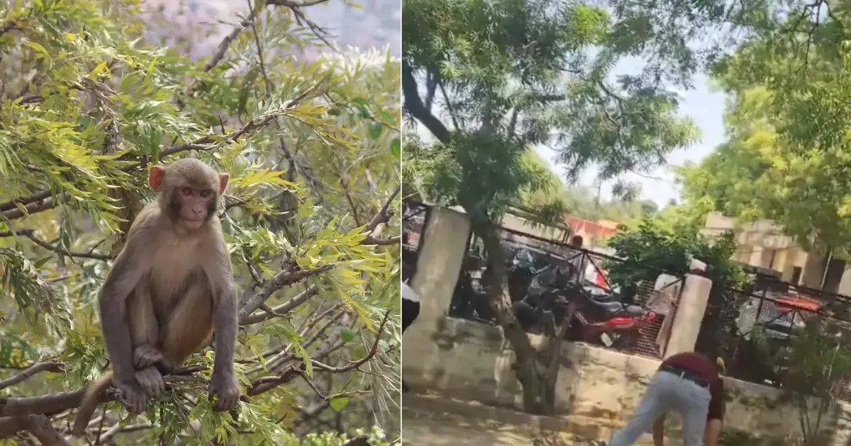  യുപിയിൽ കോടതി വളപ്പിൽ 2 ലക്ഷം രൂപയടങ്ങിയ ബാ​ഗ് തട്ടിയെടുത്ത് മരത്തിൽ കേറി കുരങ്ങൻ; മുകളിൽ നിന്ന് താഴേക്കിട്ട് നോട്ടുകൾ; വീഡിയോ വൈറൽ