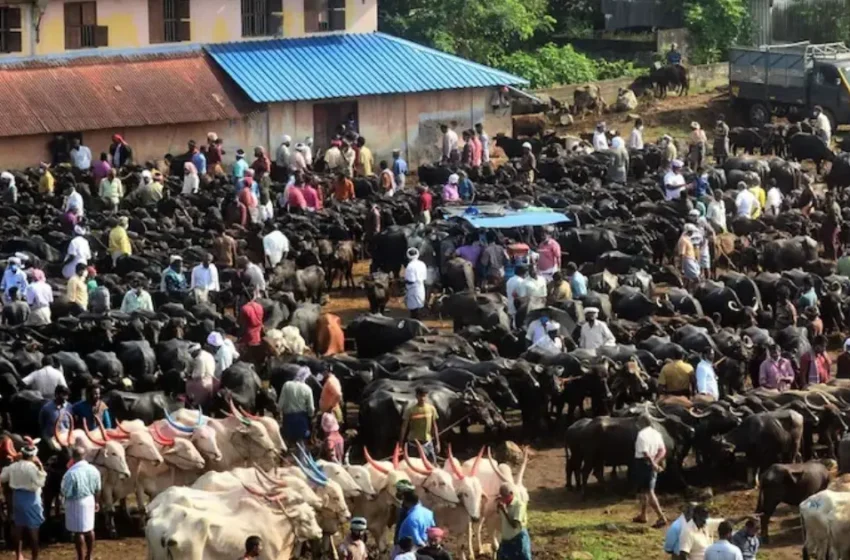  ഗോരക്ഷകരുടെ പേരിൽ അതിക്രമവും പണം തട്ടലും; അതിർത്തി കടന്നുള്ള കന്നുകാലി വരവ് കുറഞ്ഞു, കേരളത്തിൽ ബീഫ് വില കുതിച്ചുയരുന്നു