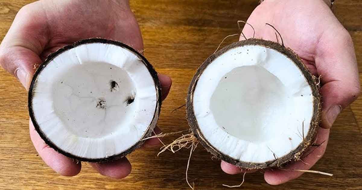 ഇനി തേങ്ങ ഉടയ്ക്കാൻ കഷ്ടപ്പെടേണ്ട; കൊടുവാളും വെട്ടുകത്തിയും വേണ്ട! ഇതാ 5 ഈസി ടിപ്സ് | 5 Easy Tips to Crack Coconut Without Hammer 1 5 Easy Tips to Crack Coconut Without Hammer