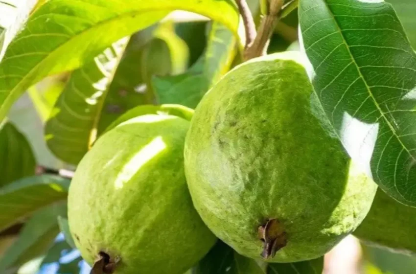  പേരയ്ക്ക മാത്രമല്ല, പേരയിലയും സൂപ്പർ ആണ്; ദിവസവും വെറുംവയറ്റിൽ ചവച്ചരച്ചാലുള്ള ഗുണങ്ങൾ അറിയാമോ?