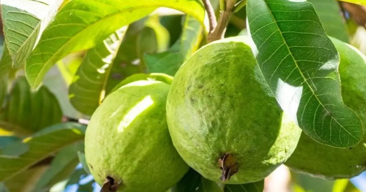 പേരയ്ക്ക മാത്രമല്ല, പേരയിലയും സൂപ്പർ ആണ്; ദിവസവും വെറുംവയറ്റിൽ ചവച്ചരച്ചാലുള്ള ഗുണങ്ങൾ അറിയാമോ?