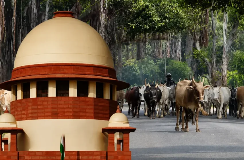  ‘ആളുകള്‍ കന്നുകാലികളെ റോഡില്‍ ഉപേക്ഷിക്കുന്നു, ഭക്ഷണമാക്കിയാല്‍ വികാരം വ്രണപ്പെടുന്നു’: സുപ്രീംകോടതി