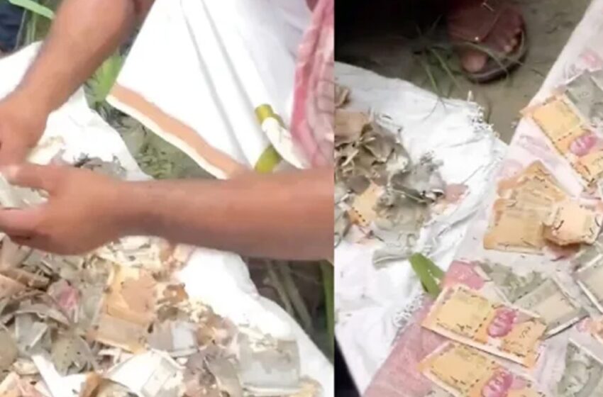  വീട്ടിൽ രഹസ്യമായി സൂക്ഷിച്ച 12 ലക്ഷം രൂപ എലികൾ കരണ്ട് തിന്നു; സ്വർണം വാങ്ങാൻ ഭർത്താവറിയാതെ പെട്ടിയിലാക്കിയ സമ്പാദ്യം പൊടിയായി