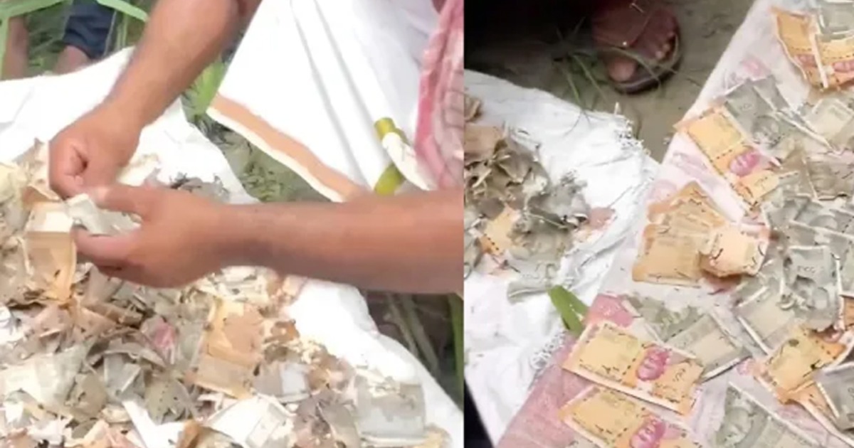  വീട്ടിൽ രഹസ്യമായി സൂക്ഷിച്ച 12 ലക്ഷം രൂപ എലികൾ കരണ്ട് തിന്നു; സ്വർണം വാങ്ങാൻ ഭർത്താവറിയാതെ പെട്ടിയിലാക്കിയ സമ്പാദ്യം പൊടിയായി