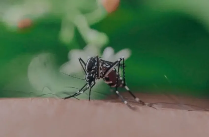  കൊതുകുകൾക്കായി ‘ശൗചാലയം’ നിർമിച്ച് ശാസ്ത്രജ്ഞർ; വിസർജ്യത്തിലൂടെ കണ്ടെത്താനാകുക പുതിയ വൈറസുകളെ