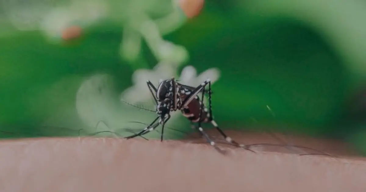  കൊതുകുകൾക്കായി ‘ശൗചാലയം’ നിർമിച്ച് ശാസ്ത്രജ്ഞർ; വിസർജ്യത്തിലൂടെ കണ്ടെത്താനാകുക പുതിയ വൈറസുകളെ