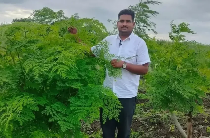  അമേരിക്കയിലെ ജോലി ഉപേക്ഷിച്ച് നാട്ടിലെത്തി; മുരിങ്ങക്കൃഷിയിലൂടെ ലക്ഷങ്ങൾ കൊയ്ത് സോഫ്റ്റ്‌വെയർ എഞ്ചിനീയർ