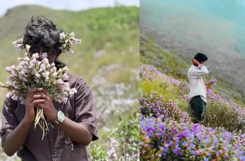  നീലക്കുറിഞ്ഞി പറിച്ച് ഫോട്ടോഷൂട്ട്: ഇടുക്കിയിൽ യുവാക്കൾക്കെതിരെ വനംവകുപ്പ് കേസ്