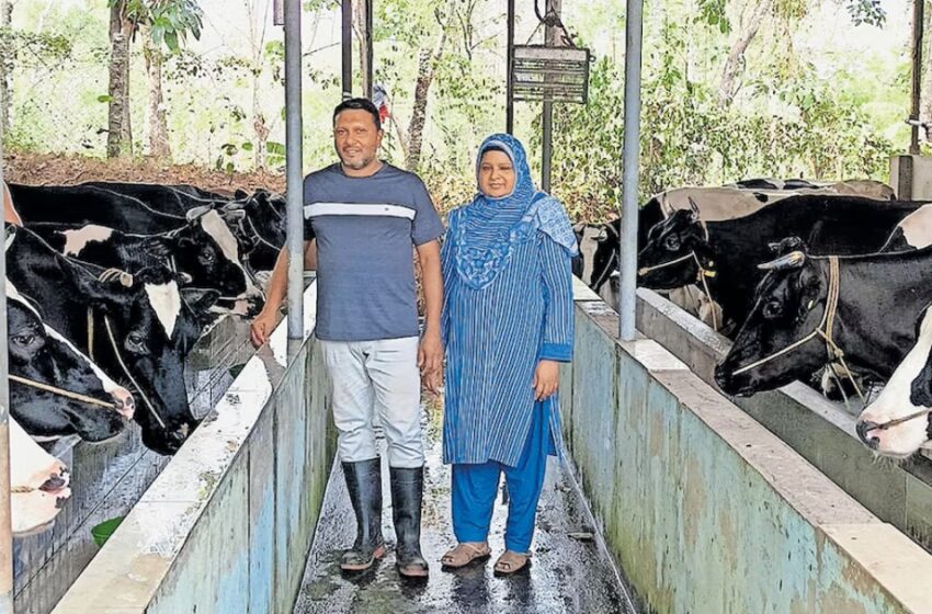  പ്രതിദിനം 480 ലിറ്റർ പാൽ, മാസം ഒരുലക്ഷം ലാഭം; പ്രതിസന്ധികളെ മറികടന്ന് ആധുനിക ഡയറി ഫാമിങ്ങിലൂടെ വിജയം കൊയ്ത് പ്രവാസി ദമ്പതികൾ