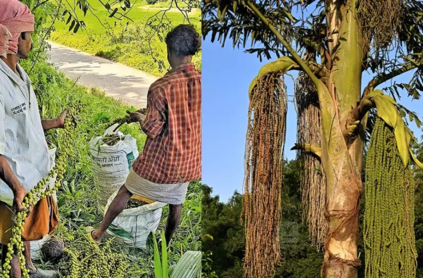 പനങ്കുരുവിന് വൻ ഡിമാൻഡ്; ഗുണനിലവാരമുള്ള ഉണക്കക്കുരുവിന് കിലോയ്ക്ക് 90 രൂപ വരെ വില
