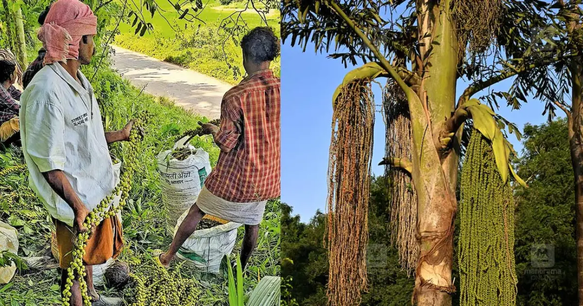  പനങ്കുരുവിന് വൻ ഡിമാൻഡ്; ഗുണനിലവാരമുള്ള ഉണക്കക്കുരുവിന് കിലോയ്ക്ക് 90 രൂപ വരെ വില
