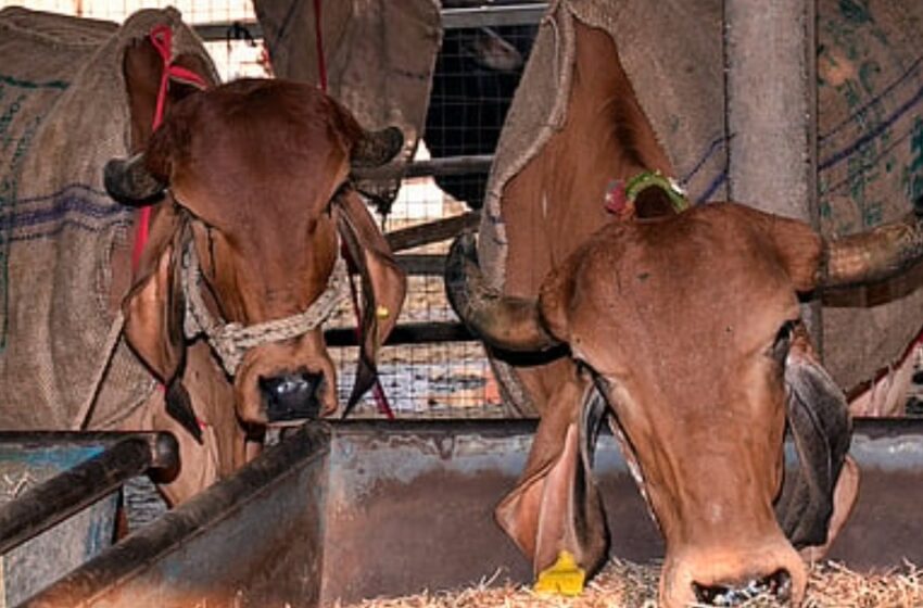  ഗോസംരക്ഷകരുടെ മറവില്‍ കന്നുകാലി കടത്ത്: മുന്‍ ബജ്‌റംഗ്ദള്‍ ഭാരവാഹിയടക്കം 4 പേര്‍ അറസ്റ്റില്‍