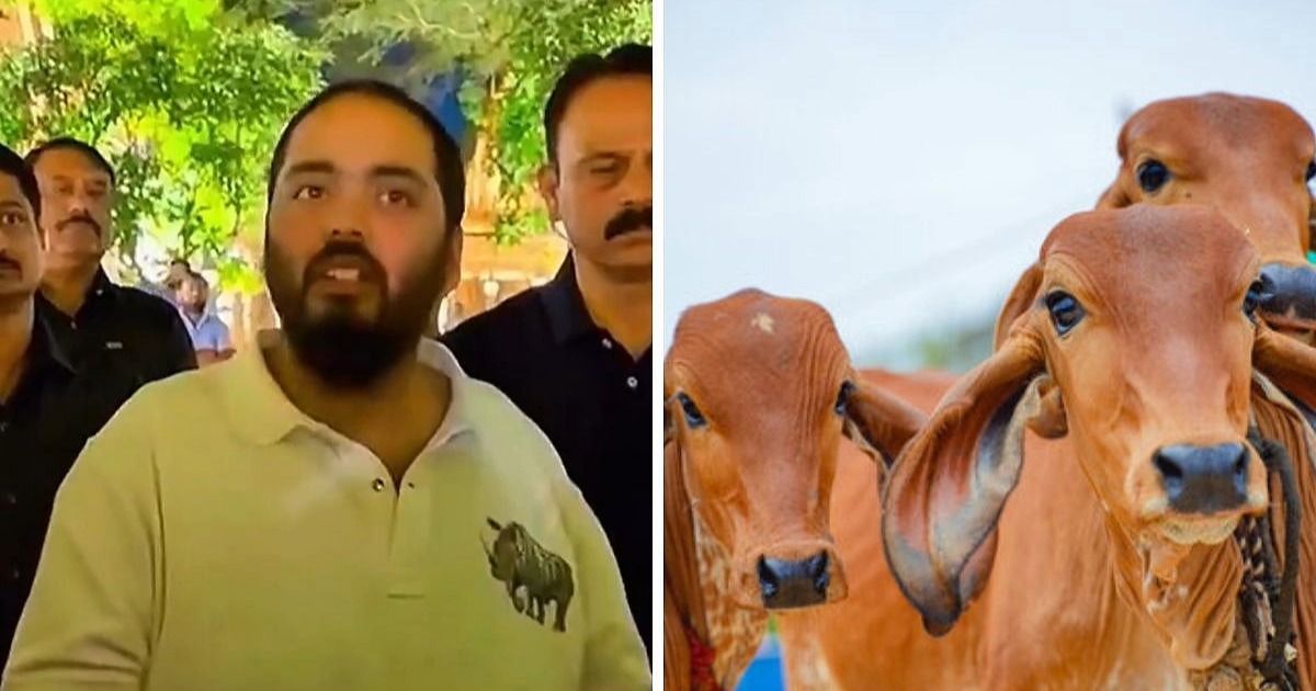  ‘കശാപ്പ് ചെയ്യുന്നവരിൽ നിന്ന് എൻ്റെ ആളുകൾ പശുക്കളെ രക്ഷിക്കുന്നു; ഓഫീസിൽ പോകുന്നതിന് മുൻപ് പശുക്കളെ പരിചരിക്കുന്നതാണ് ദിനചര്യ, പ്രചോദനം പ്രധാനമന്ത്രി നരേന്ദ്ര മോദി’: അനന്ത് അംബാനി